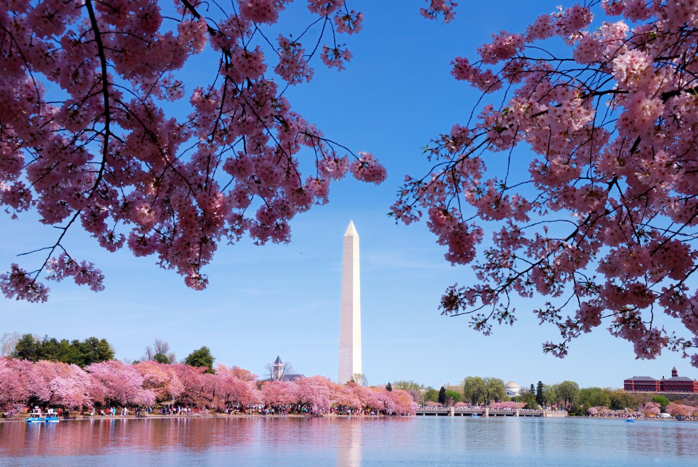 Cherry blossoms and Washington Monument over lake, Washington, DC