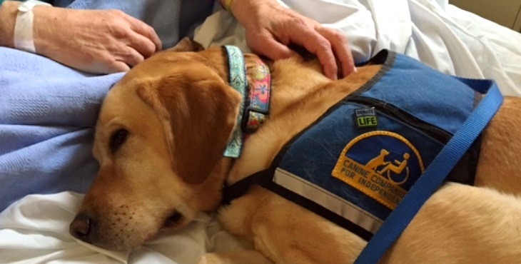 Waffle loves Veterans: How dogs make hard times easier