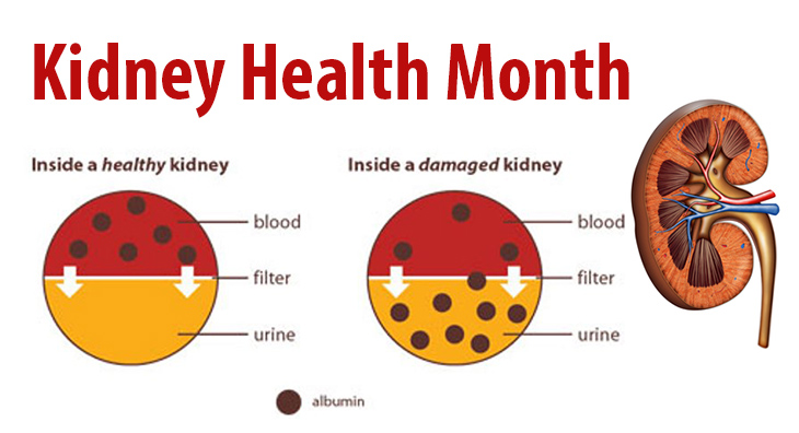 Kidney Month graphic showing that kidneys filter the blood.