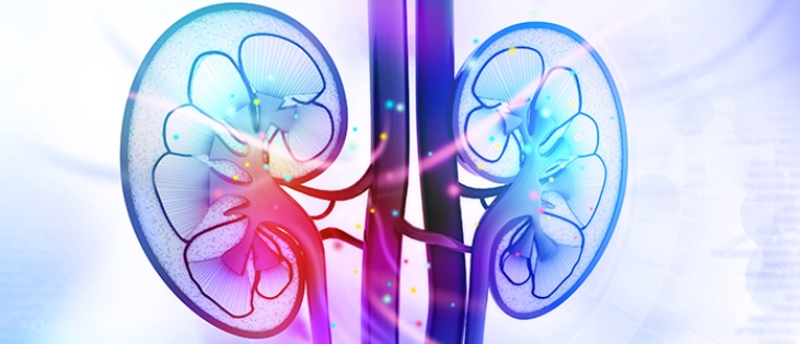 The kidneys clean blood by removing excess fluid, minerals, and wastes to make urine. (©iStock/HYWARDS)
