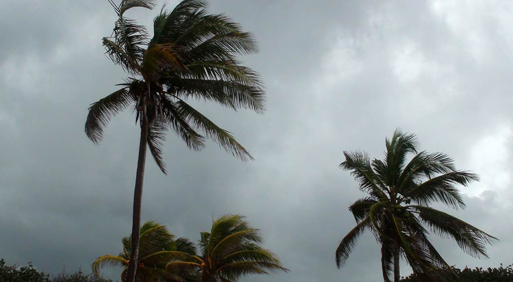 Palm trees being blown in a storm.