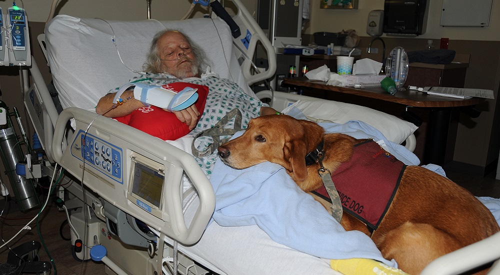 Vietnam Veteran Robert Brown recovers from surgery with his service dog Amy