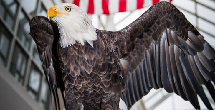 IMAGE: Challenger, a 29-year old non-releasable bald eagle
