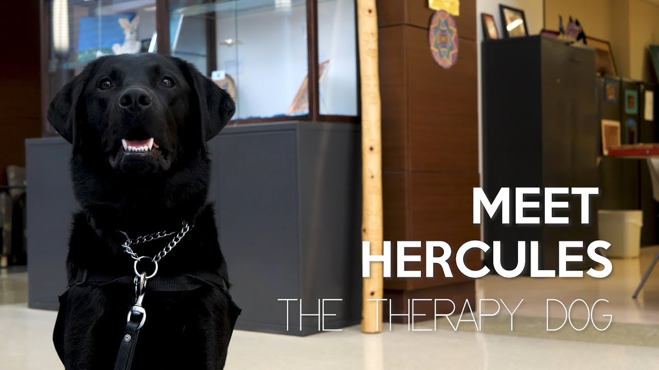 hercules black lab therapy dog at tampa va