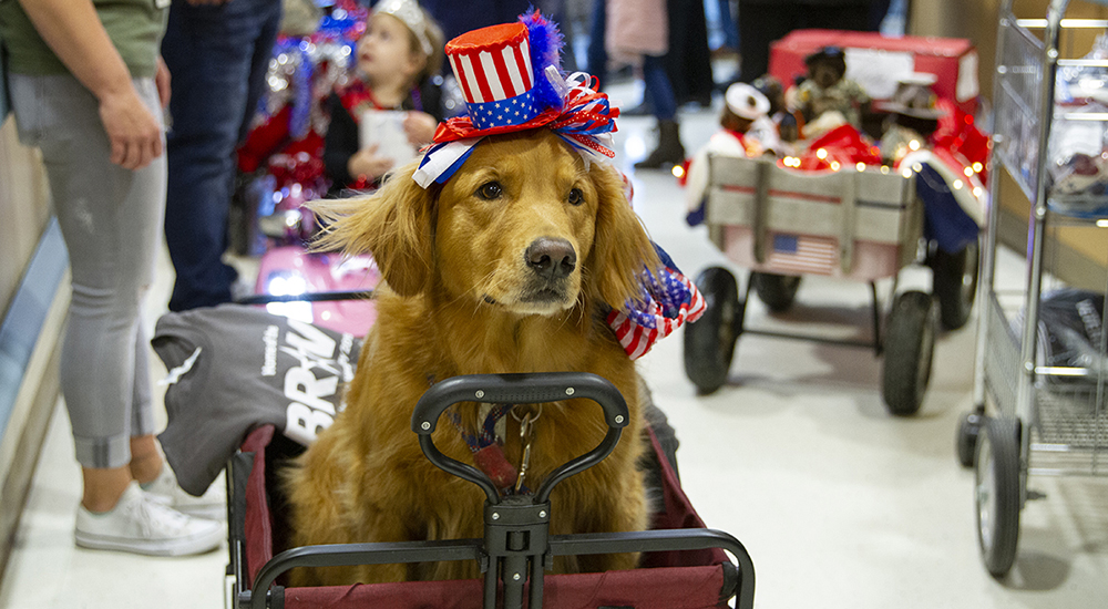 A service dog in a wagon and wearing a patriotic hat leads a parade