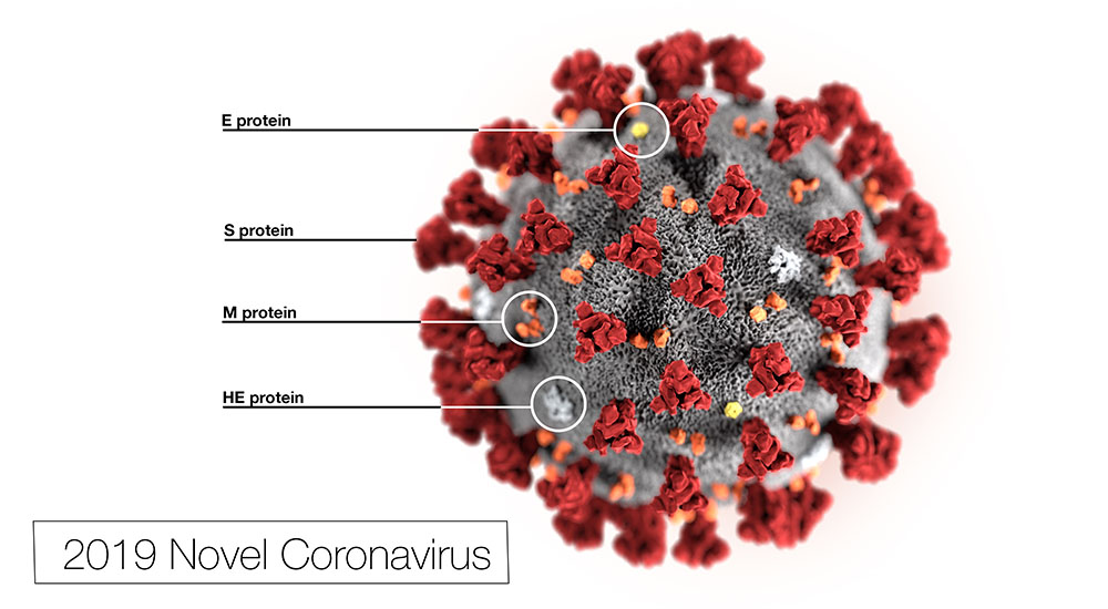Microscopic image of the Corona virus