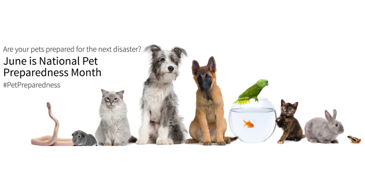 It’s hurricane season – don’t forget to plan for your pets