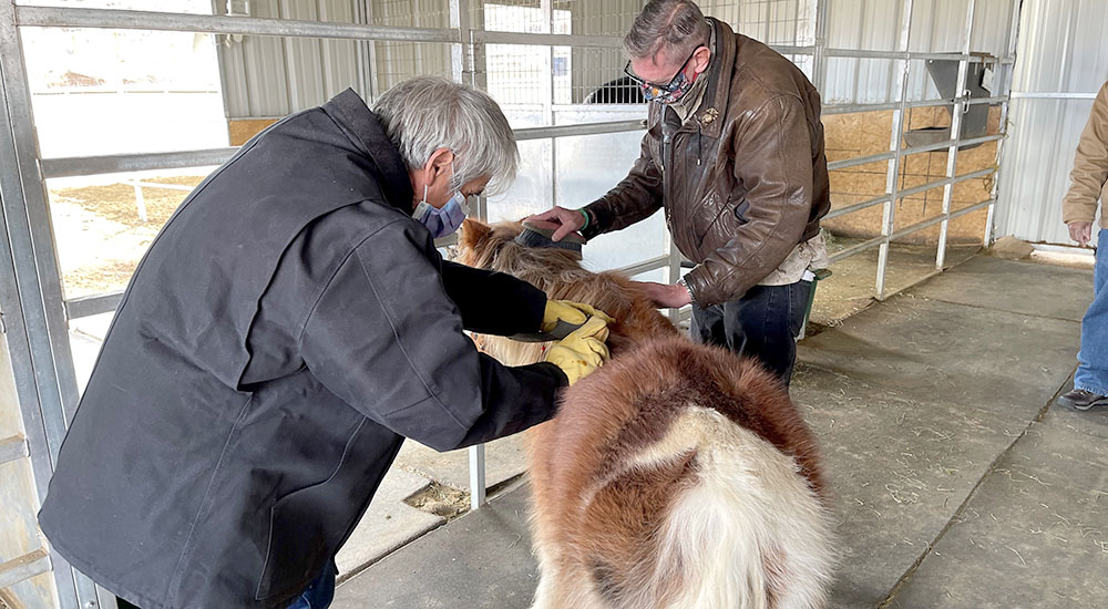 Two men grooming a pony