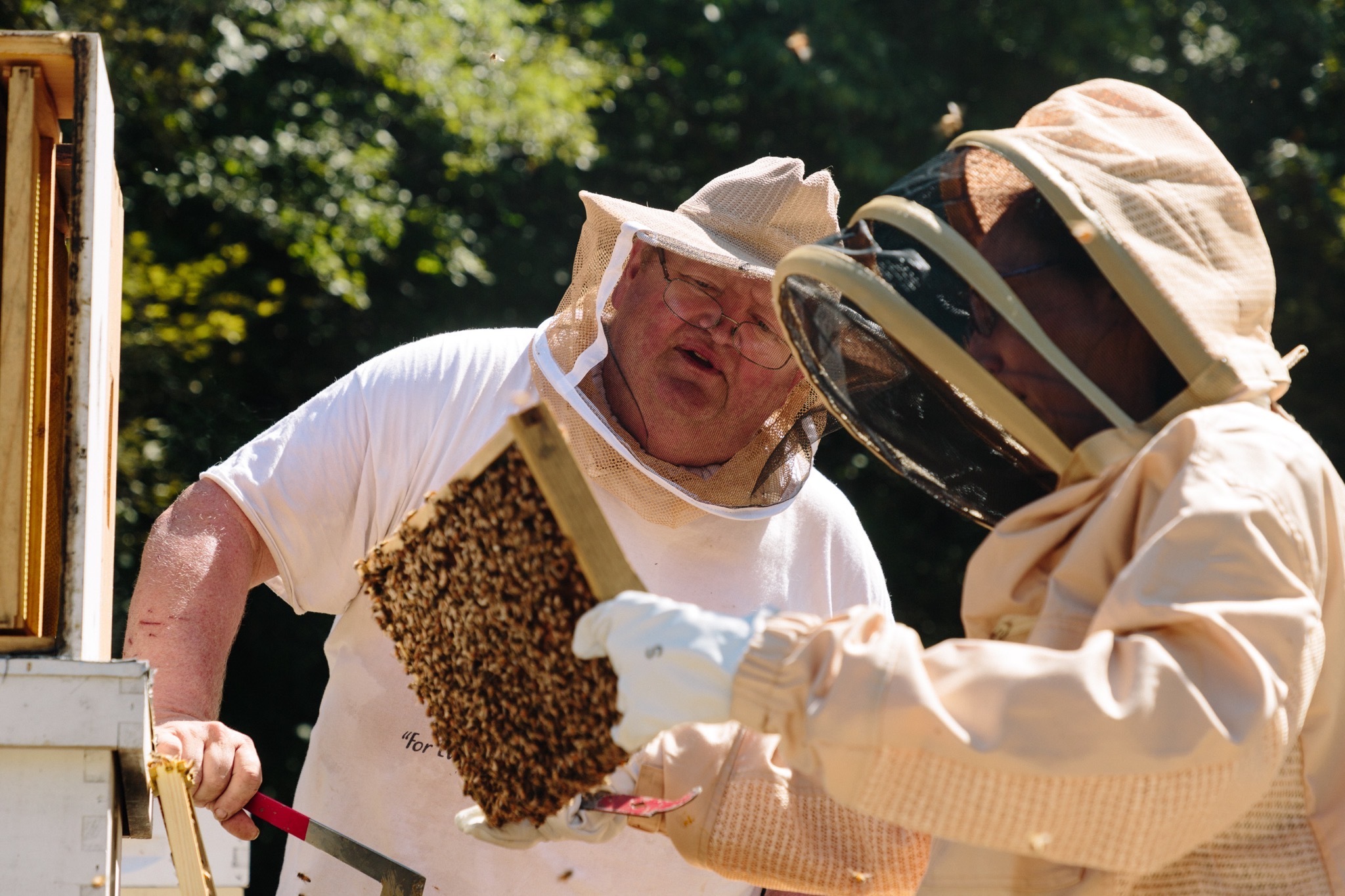 How to Be a Natural Beekeeper – Mother Earth News