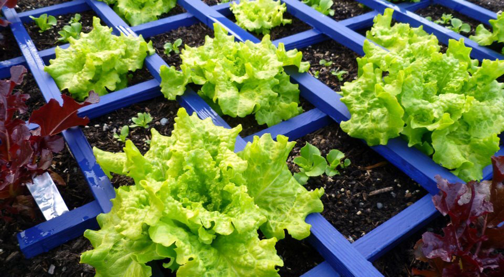 Tray of lettuce seedlings