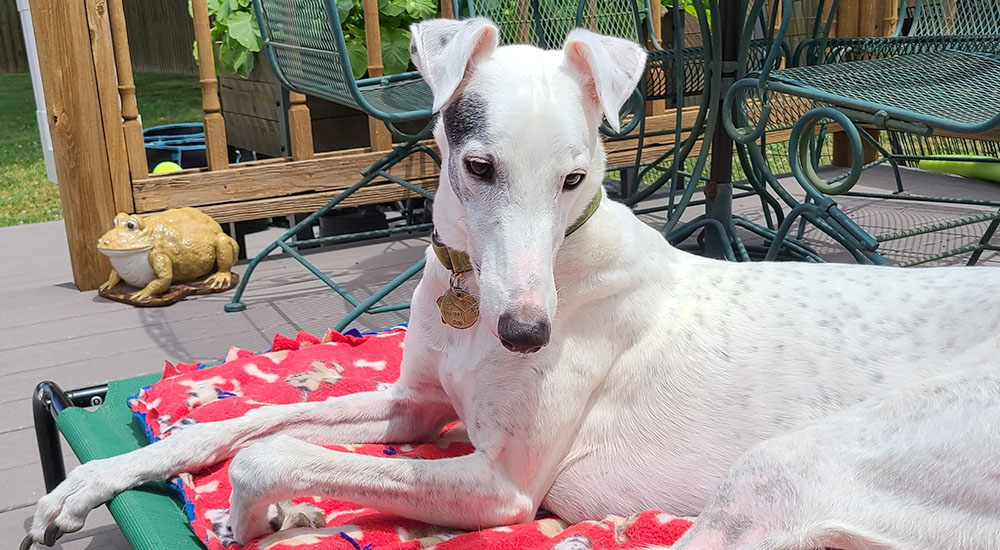 Petey the white greyhound dog contemplates life