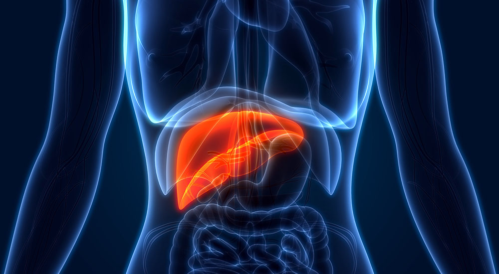 Graphic image of liver in human torso