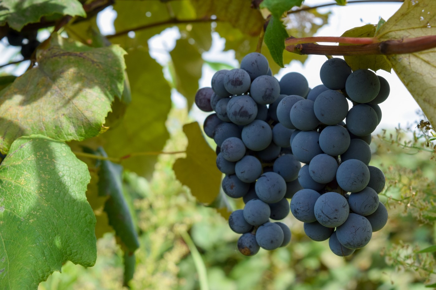 Concord grape juice has gained interest as a therapy due to its high concentration of polyphenols, molecules that have an antioxidant effect in the body. Studies have shown that some polyphenols in grape juice can potentially have a benefit in the brain.