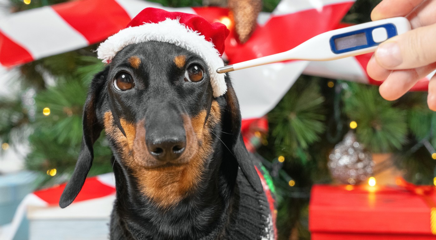 Dog in Santa cap wishing he'd received a flu shot