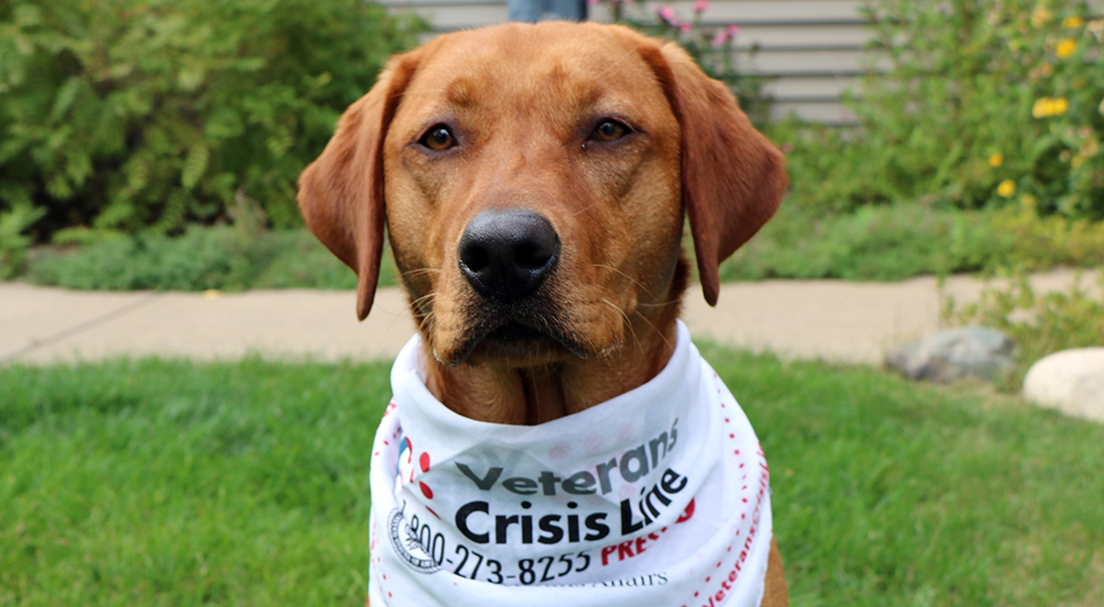 A dog wearing a bandana with the Veterans Crisis Line suicide prevention phone number printed on it