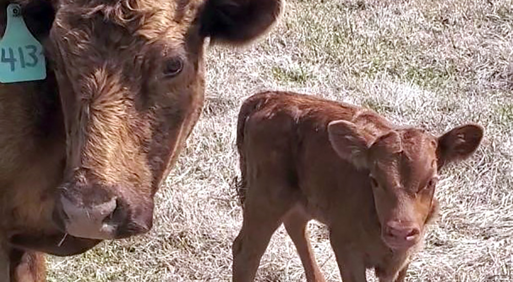 A cow and her calf