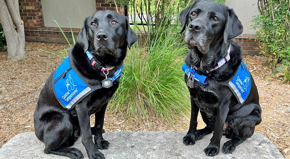 Two labrador retriever dogs in serious stare
