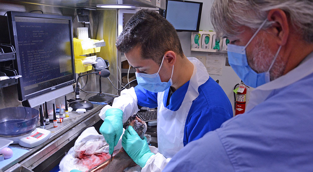 Training a new generation of professionals in pathology