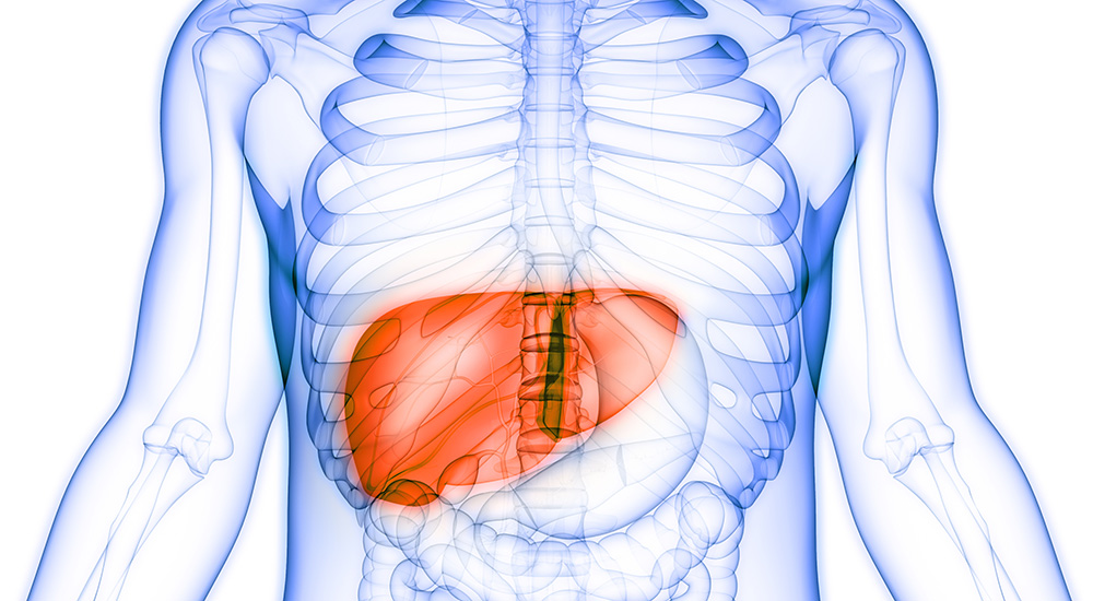 Graphic image of skeleton showing liver; liver cancer screening