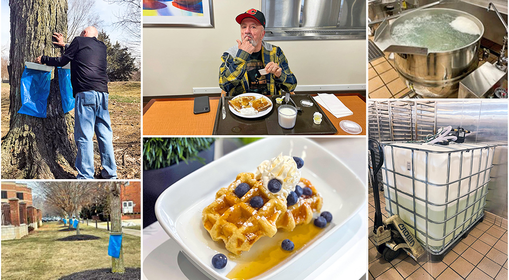 Photo collage of maple tree syrup project