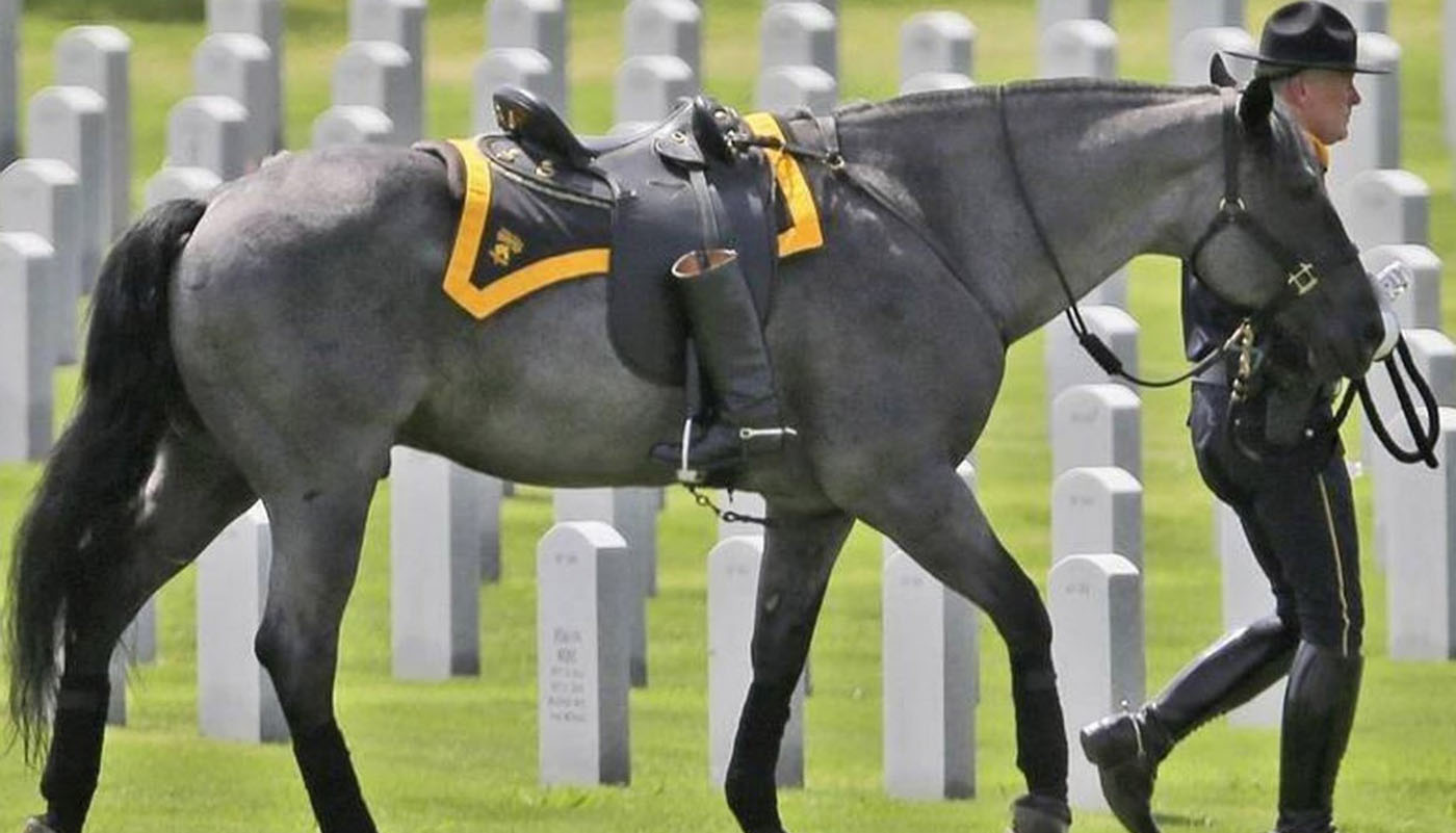 Cemetery horse; honoring WWII Veteran