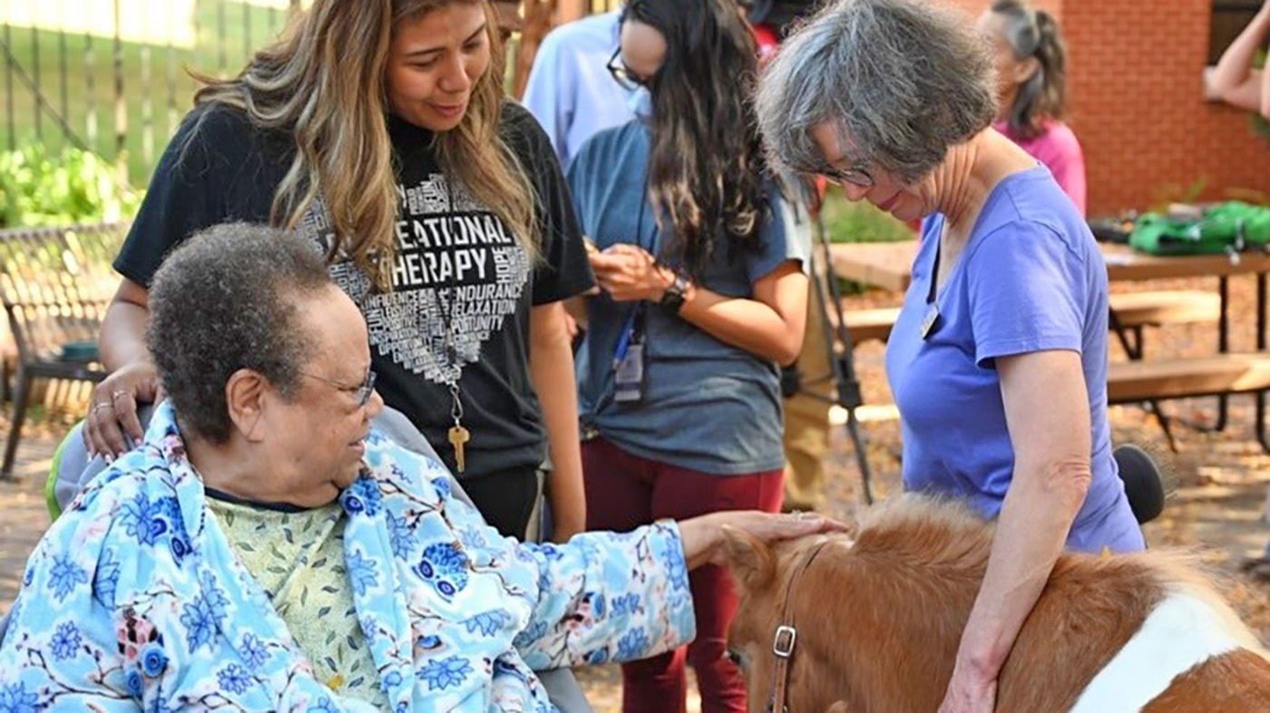 Veteran petting horse in equine therapy