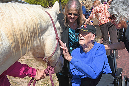 Veteran petting horse