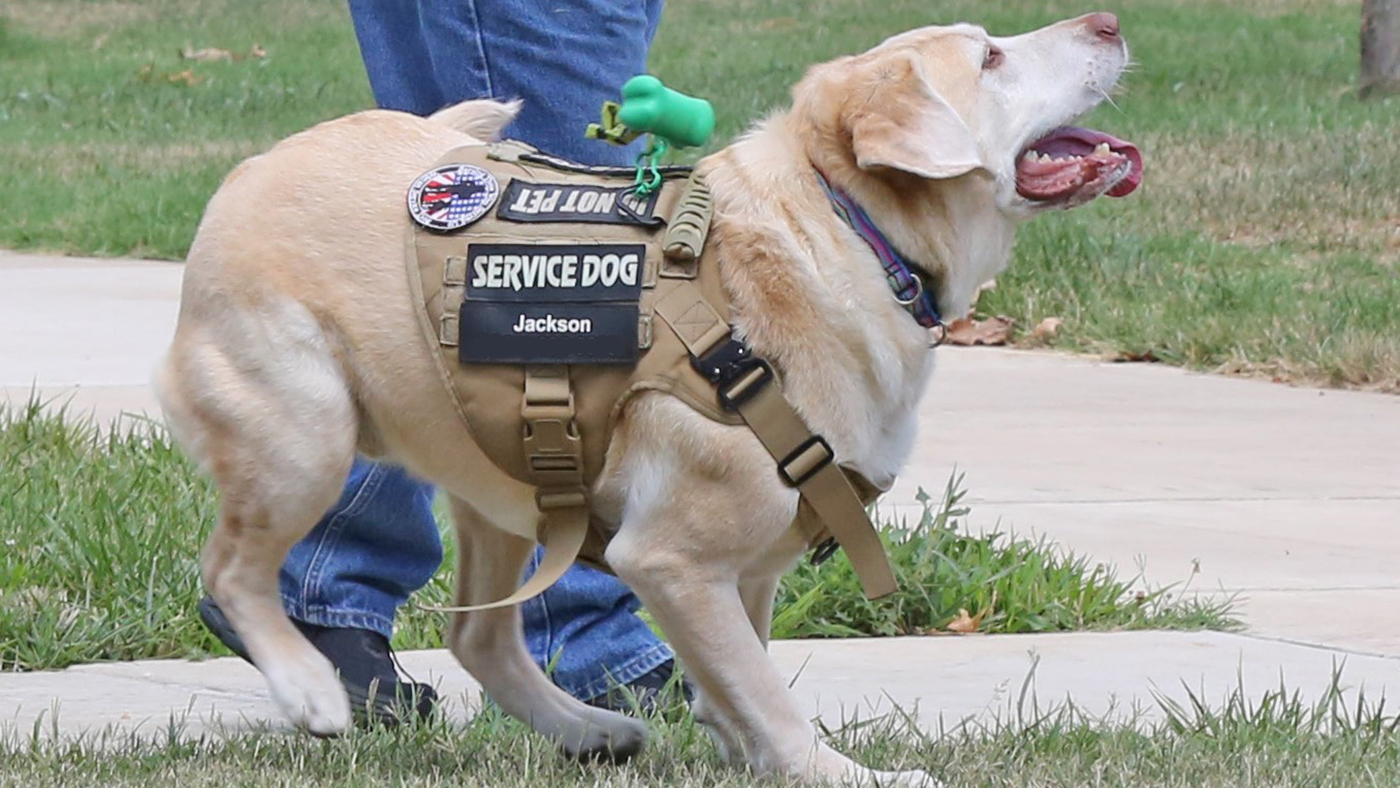 Jackson, a service dog, stays by Veteran’s side