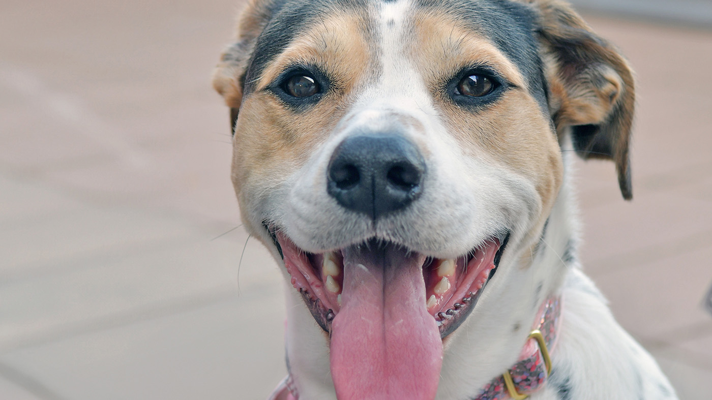 Therapy animals bring comfort to Veterans at St. Louis VA